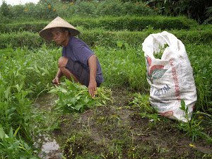 BALINESE FARMER CUTTING KANGKUNG LEAVES IN THE FIELDDS