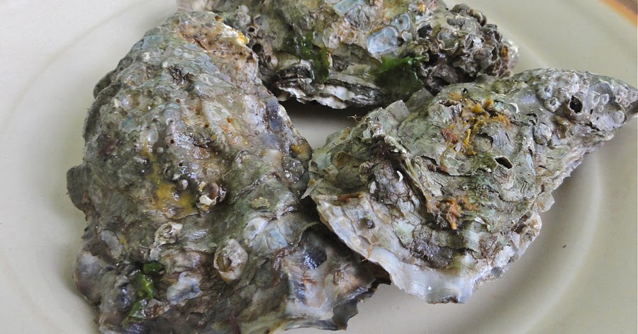 Ostryga jadalna - Smakowity blog