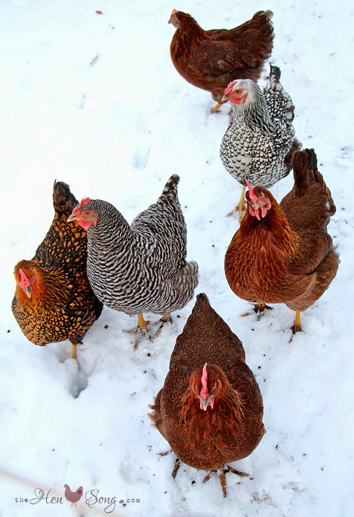 Chicken Breeds That Handle Winter Well