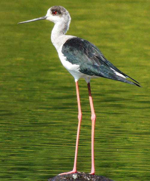 Blackwinged stilt Birds of India Bird World