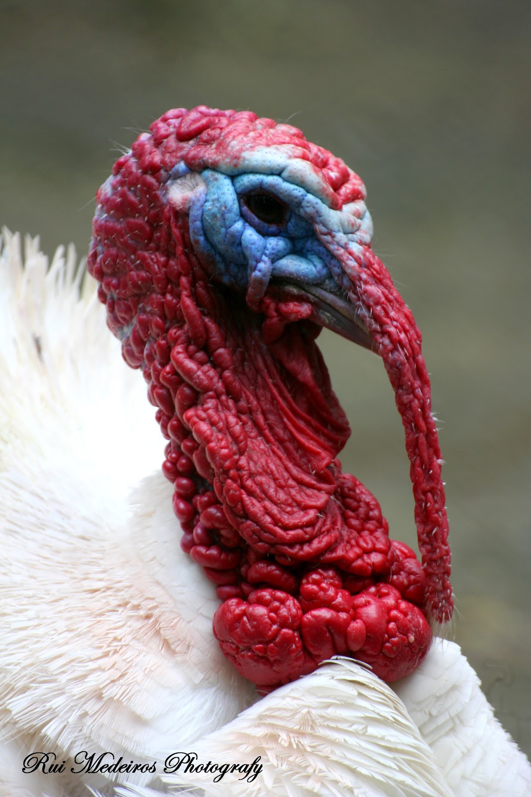 PERU Rui Medeiros Photography