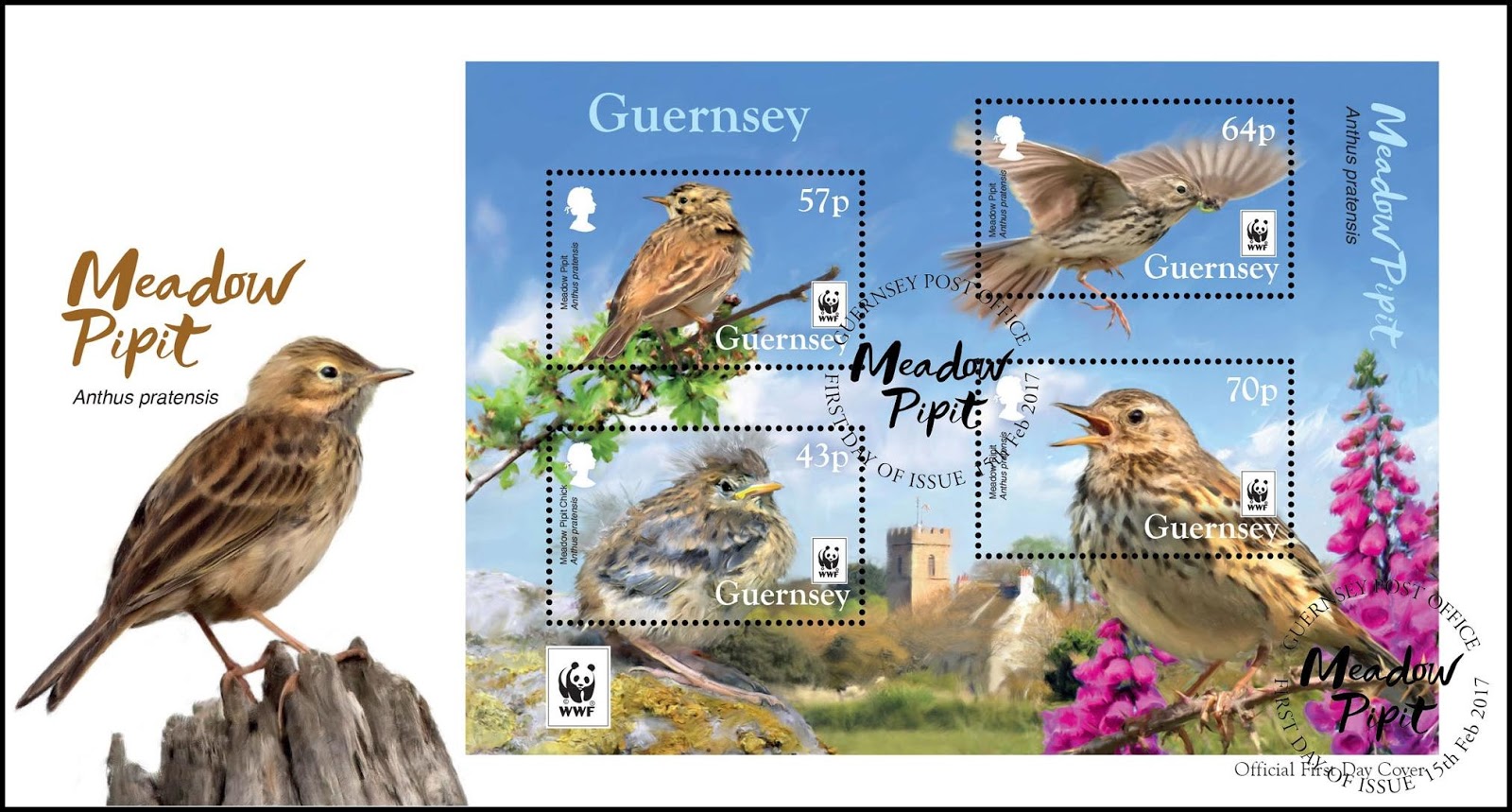 gulfmann sts world guernsey wwf endangered species meadow pipit gulfmann sts world guernsey wwf endangered species meadow pipit