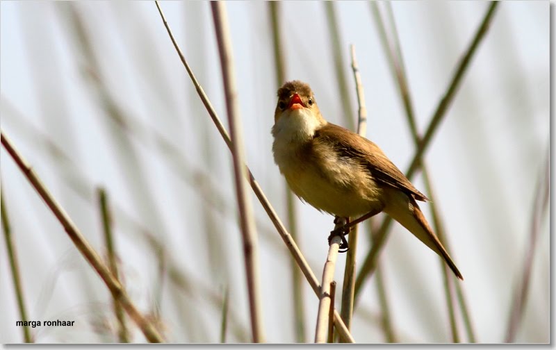 Natuurfotografie Kleine Karekiet