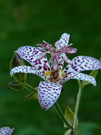 Toad lily Tricyrtis hirta by garden muses-not another Toronto gardening blog