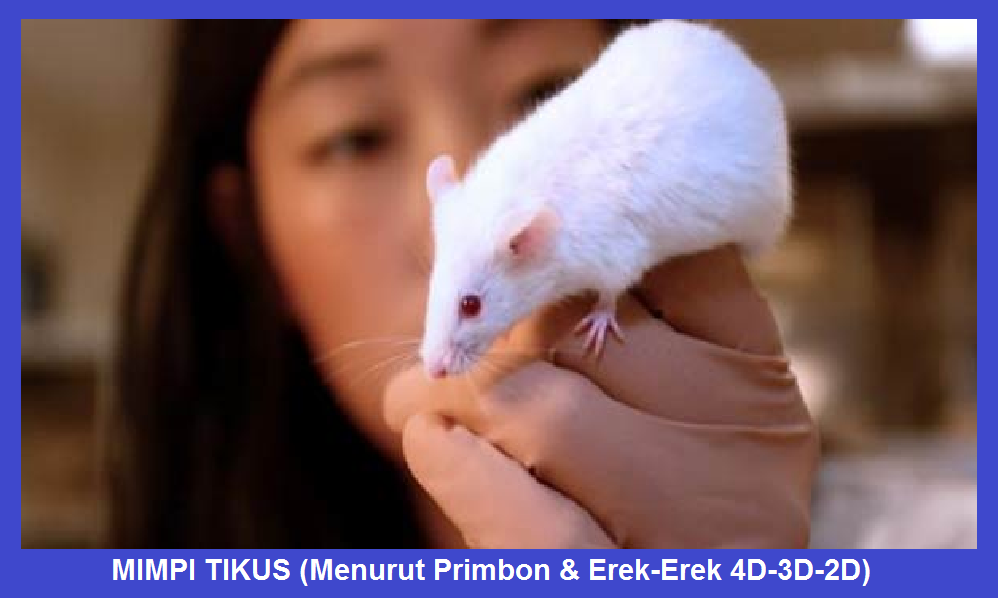 Mimpi Tikus Menurut Primbon Erek Erek 4d 3d 2d Arti Mimpi Mimpi Tikus Menurut Primbon Erek Erek 4d 3d 2d Arti Mimpi