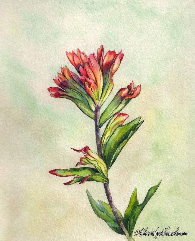 Indian paintbrush watercolor painting images Indian paintbrush watercolor painting images