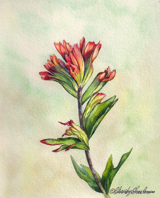 She Must Make Art Indian Paintbrush