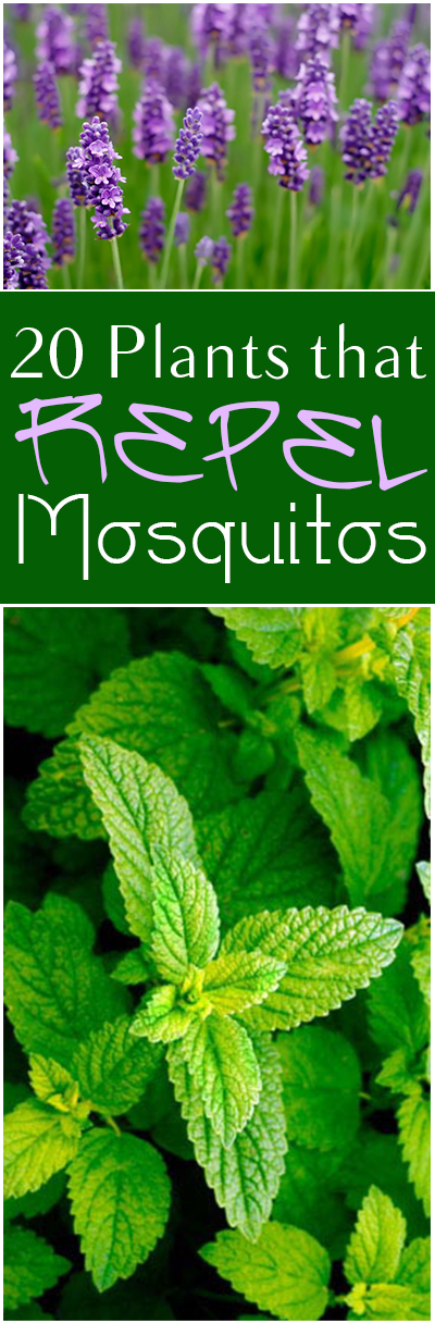 plants that keep the mosquitoes away everything about garden plants that keep the mosquitoes away everything about garden