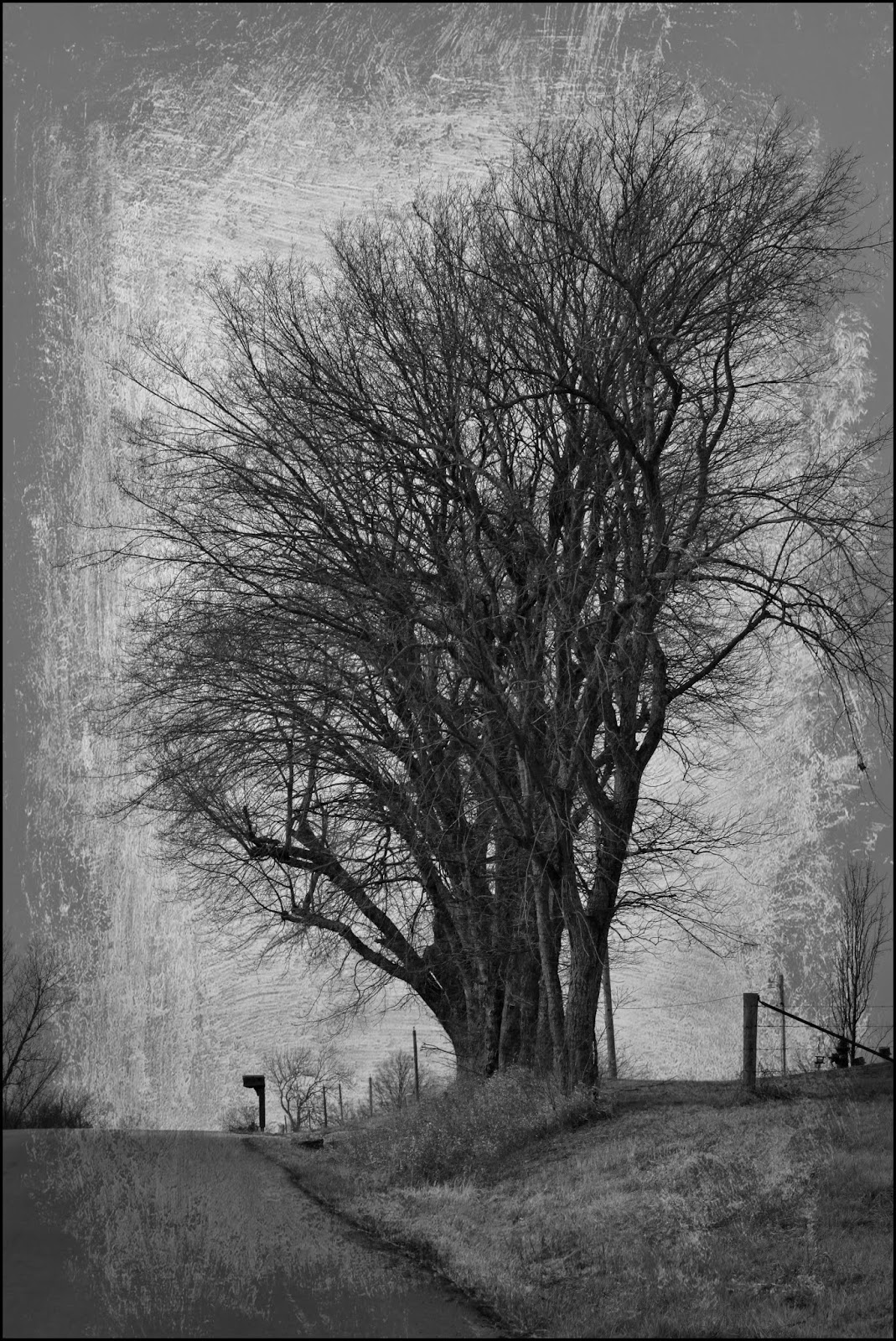 Through Carol's Lens Black and White Challenge on Facebook