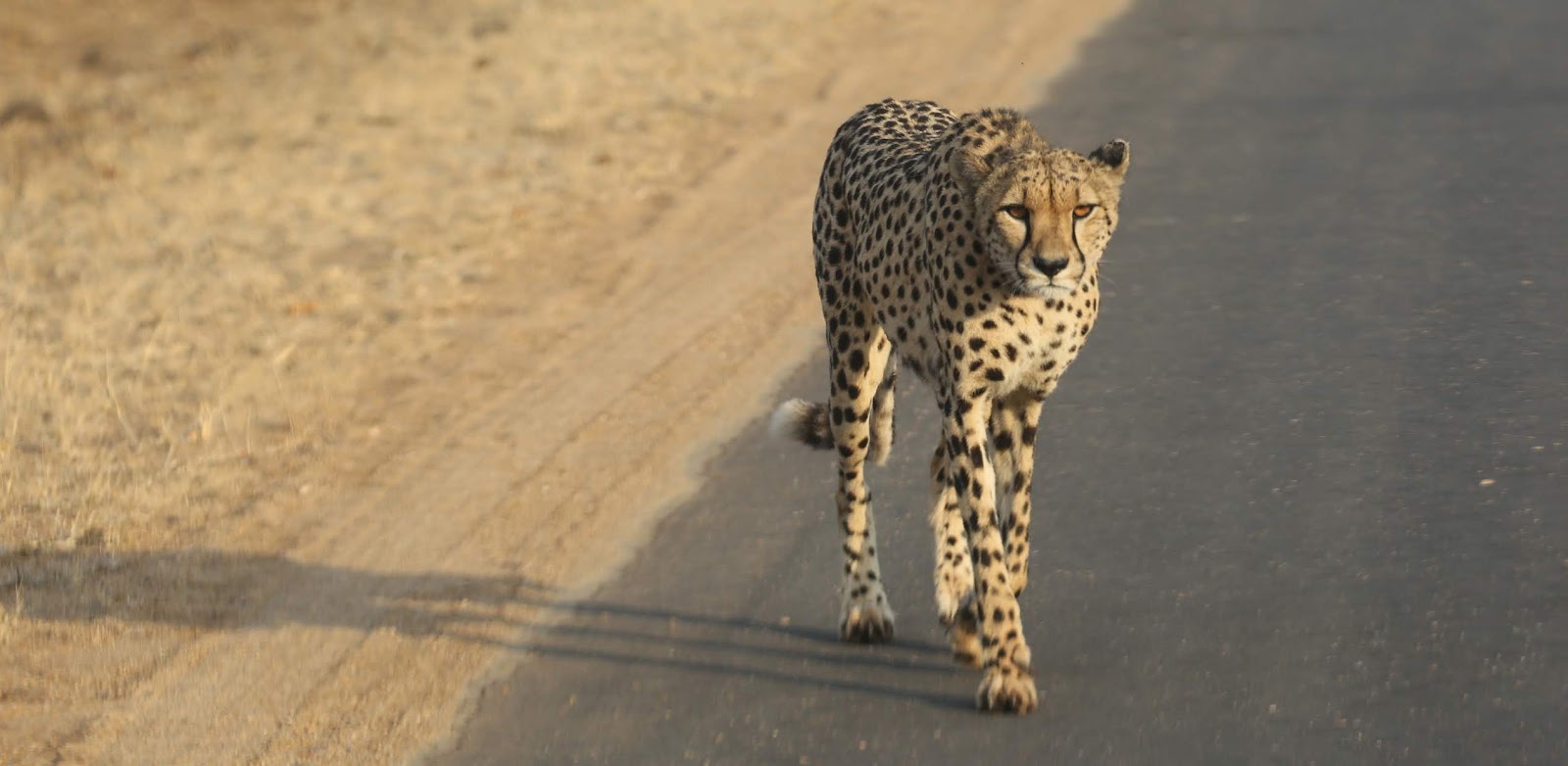 Cheetahs essay 2 image