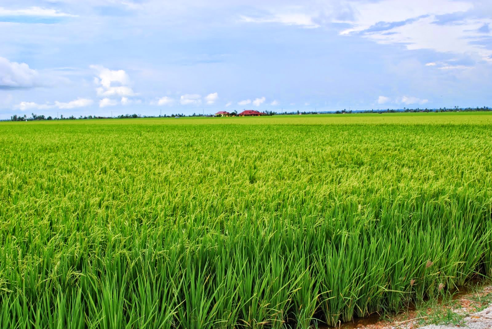 Rice Paddy