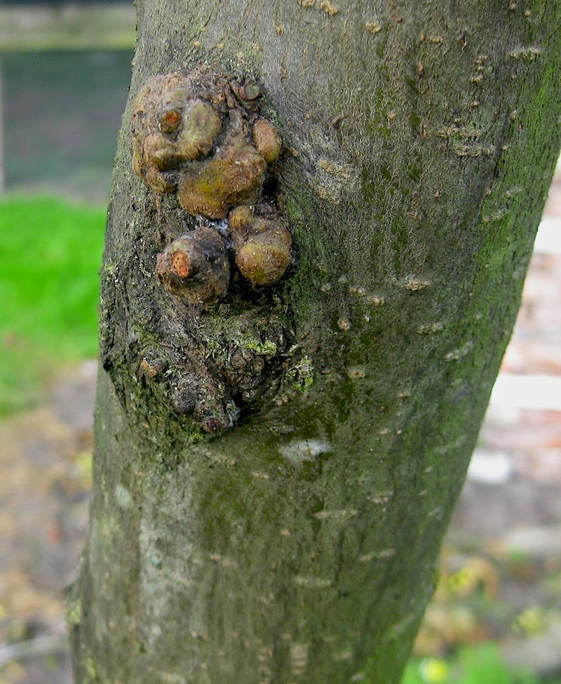 Wax Leaf Ligustrum Diseases