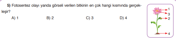 Farklar Kilavuzu Sozlugu Bitkiler