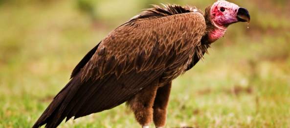 Binatang yang Setia pada Pasangannya