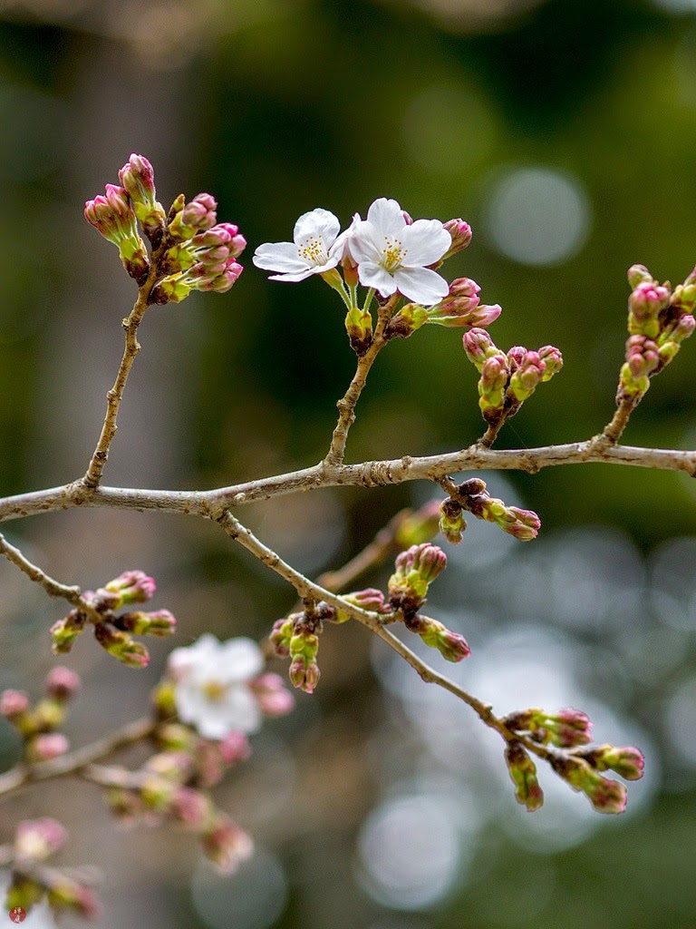FROM THE GARDEN OF ZEN Sakura (Japanese cherry) blossoms Engakuji