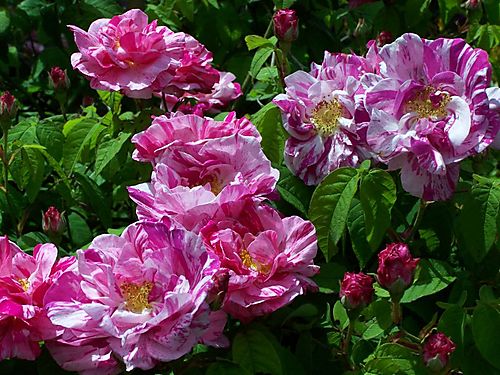 Historic Roses Rosa Mundi The Garden Of Eaden