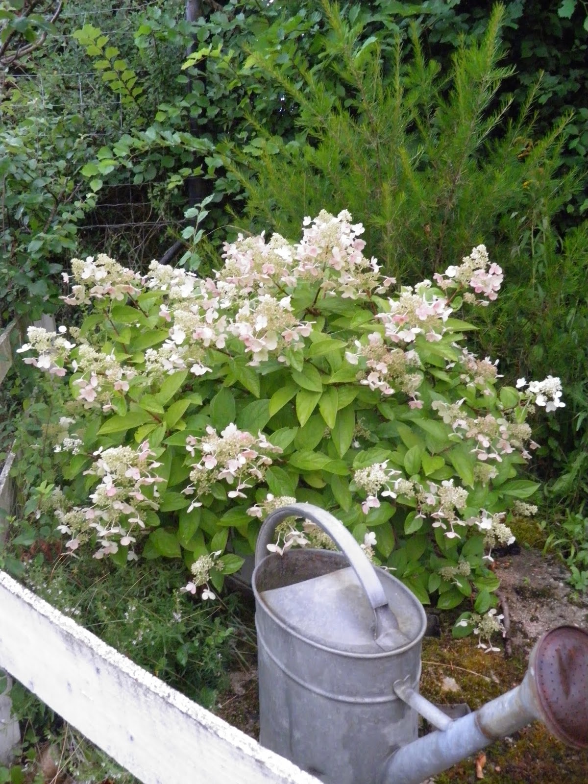 Mon Jardin Quercynois Des Nouvelles Des Hydrangeas