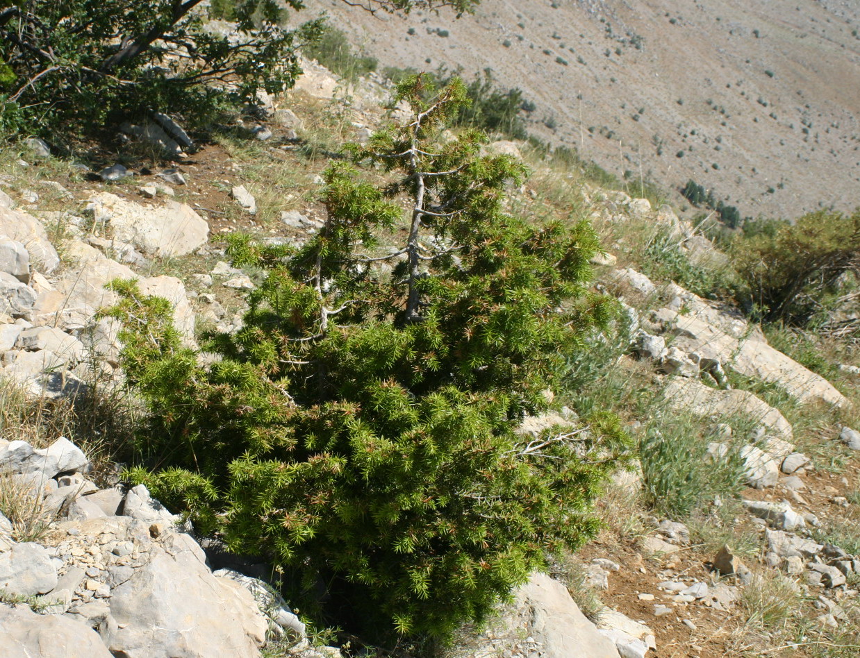 Beechwood Landscape Architecture And Construction Chinese Juniper
