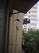 City bird-life as viewed occasionally from my 5th floor balcony.