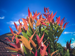 Fresh Leaves Of Syzygium Oleana Plants On A Sunny Day In The Garden