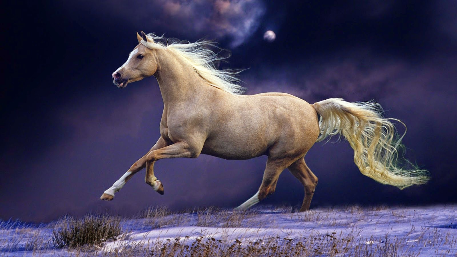 Dynamic Views Beautiful Horses  Wallpapers  Free  Download 