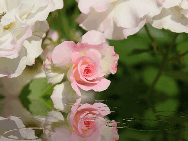 Paisajes%2Bde%2Bflores%2B%252831%2529.gi