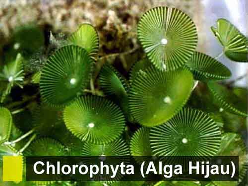 Chlorophyta (Ganggang/Alga Hijau): Pengertian, Ciri, Klasifikasi, Reproduksi, Contoh dan Manfaatnya bagi Kehidupan