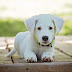 Comment donner à votre chien la meilleure éducation et formation ?