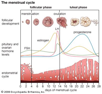 Tahap Tahap Siklus Menstruasi Pada Wanita Myrightspot Com