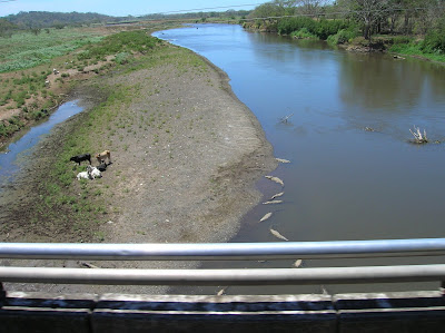 Cocodrilos, río Tártoles, Costa Rica, vuelta al mundo, round the world, La vuelta al mundo de Asun y Ricardo, mundoporlibre.com