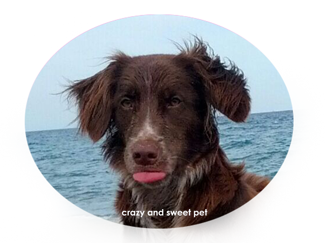 Lovelly Pets Perché il mio cane mi lecca sempre? Perché il mio cane si