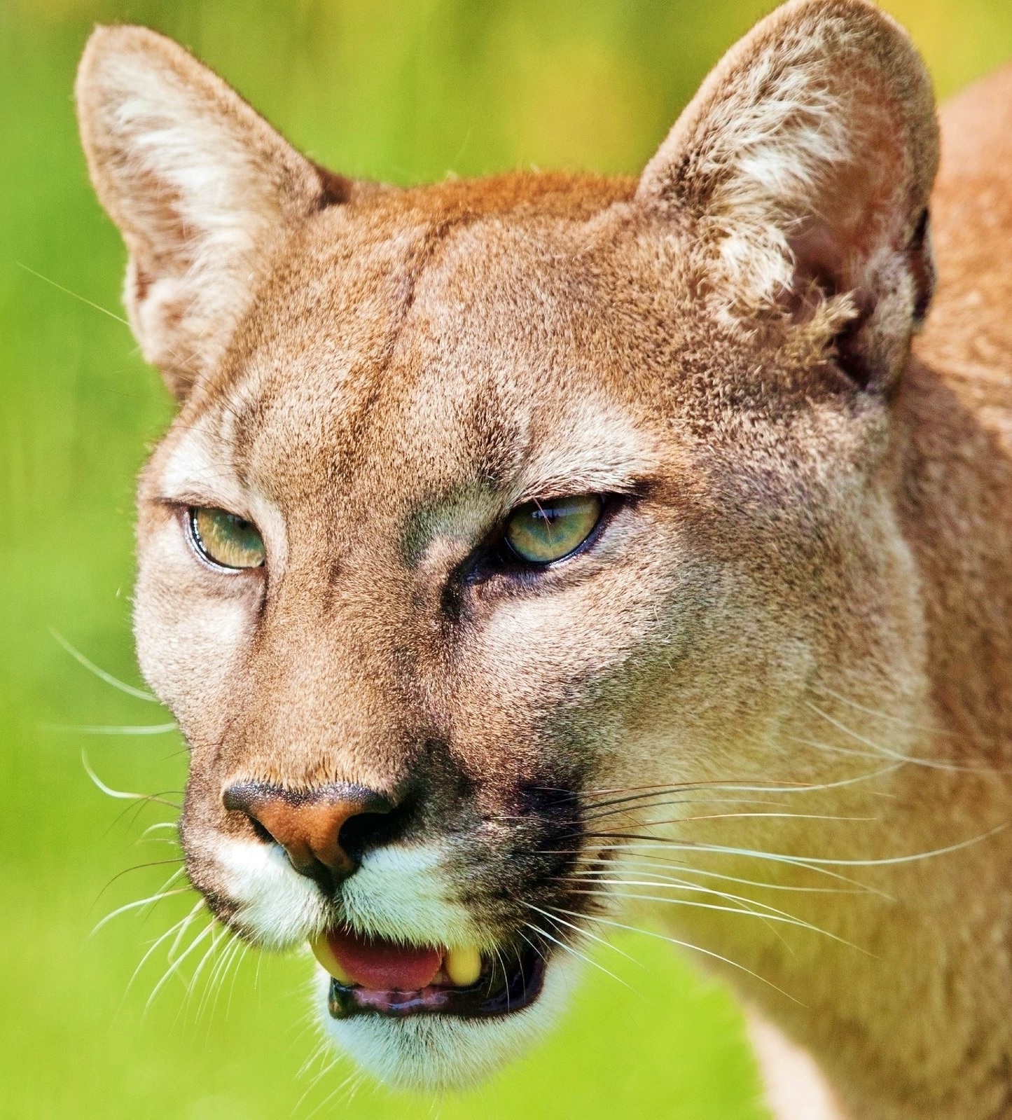 PumaThe elusive wild cat About Wild Animals