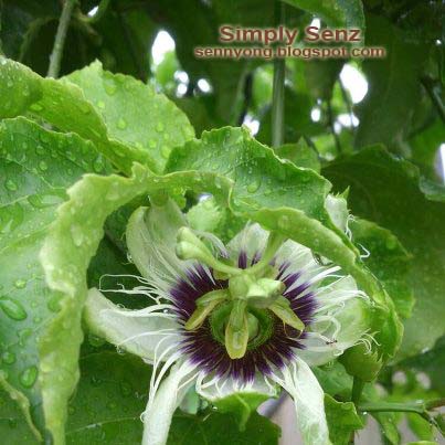 All Natural Remedies For Bedbugs All Natural Remedies For Bedbugs