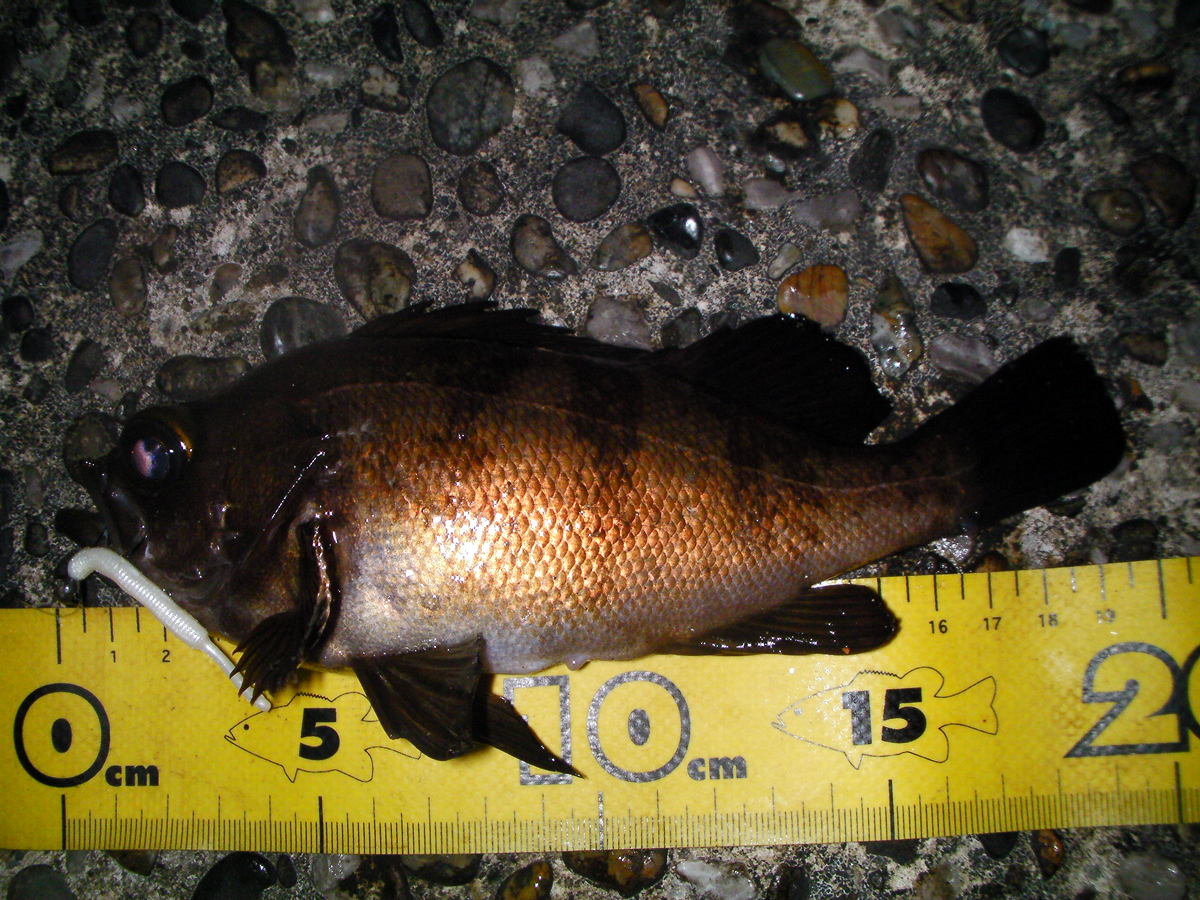 釣行 メバル 50 内房 尺アジ No Bite Since07 浦安