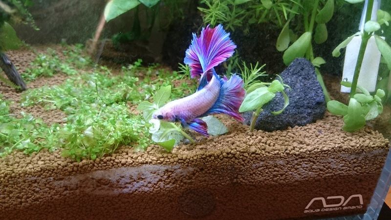 Betta Fish Tank Ideas Betta Fish Tank Ideas