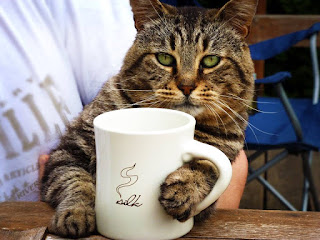 Pic of Sipping Tea Funny Cat with Attitude