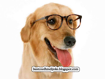Samajdar Kutta Jokes - Latest Jokes And Status Quotes