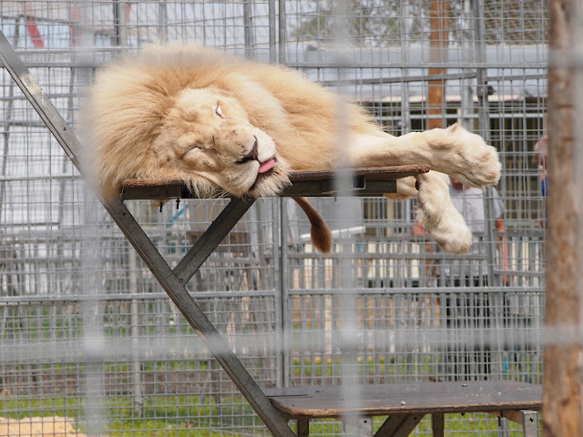 un lion de Martin Lacey somnole paisiblement dans le zoo du cirque Krone 