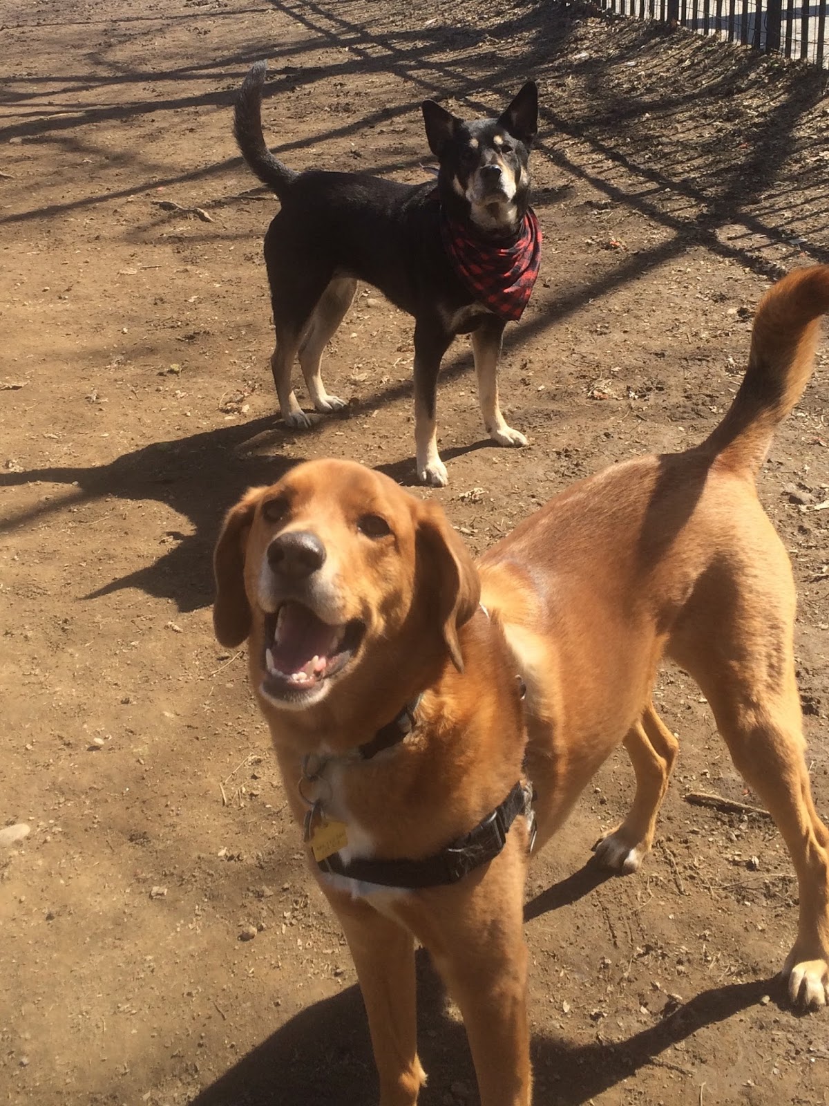 Jason The Dog Walker and Company. Happy Summer Dog Walking in Park