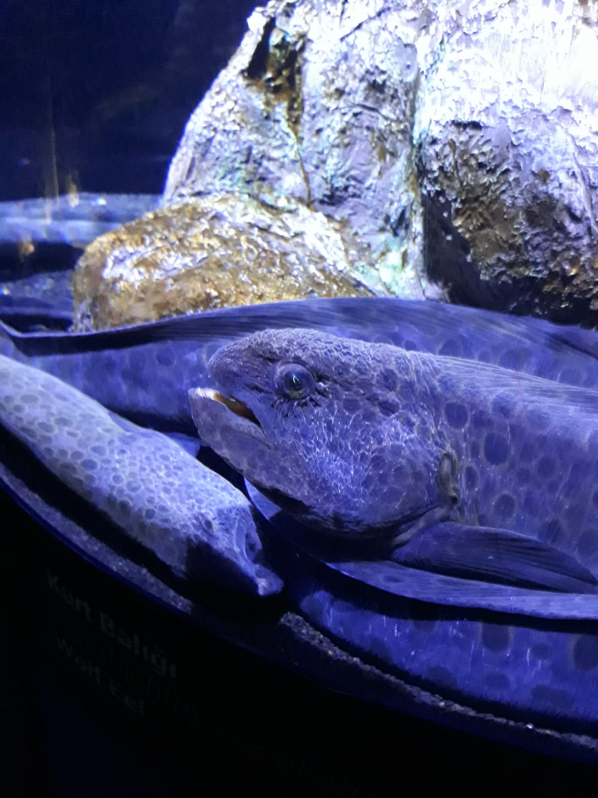 betul can arslan izmir akvaryum