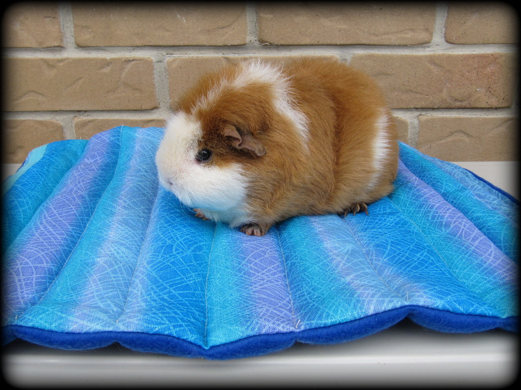 All Things Guinea Pig Cuddle Sacks