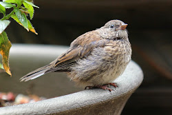 how long before baby birds can fly 4