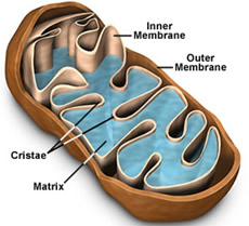 Mitochondria