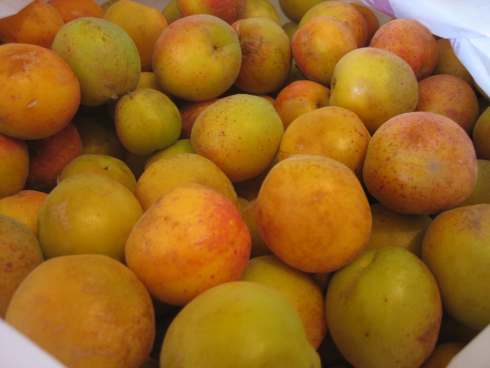 Discovering the Extraordinary: The Apricot Chronicles, Part 1