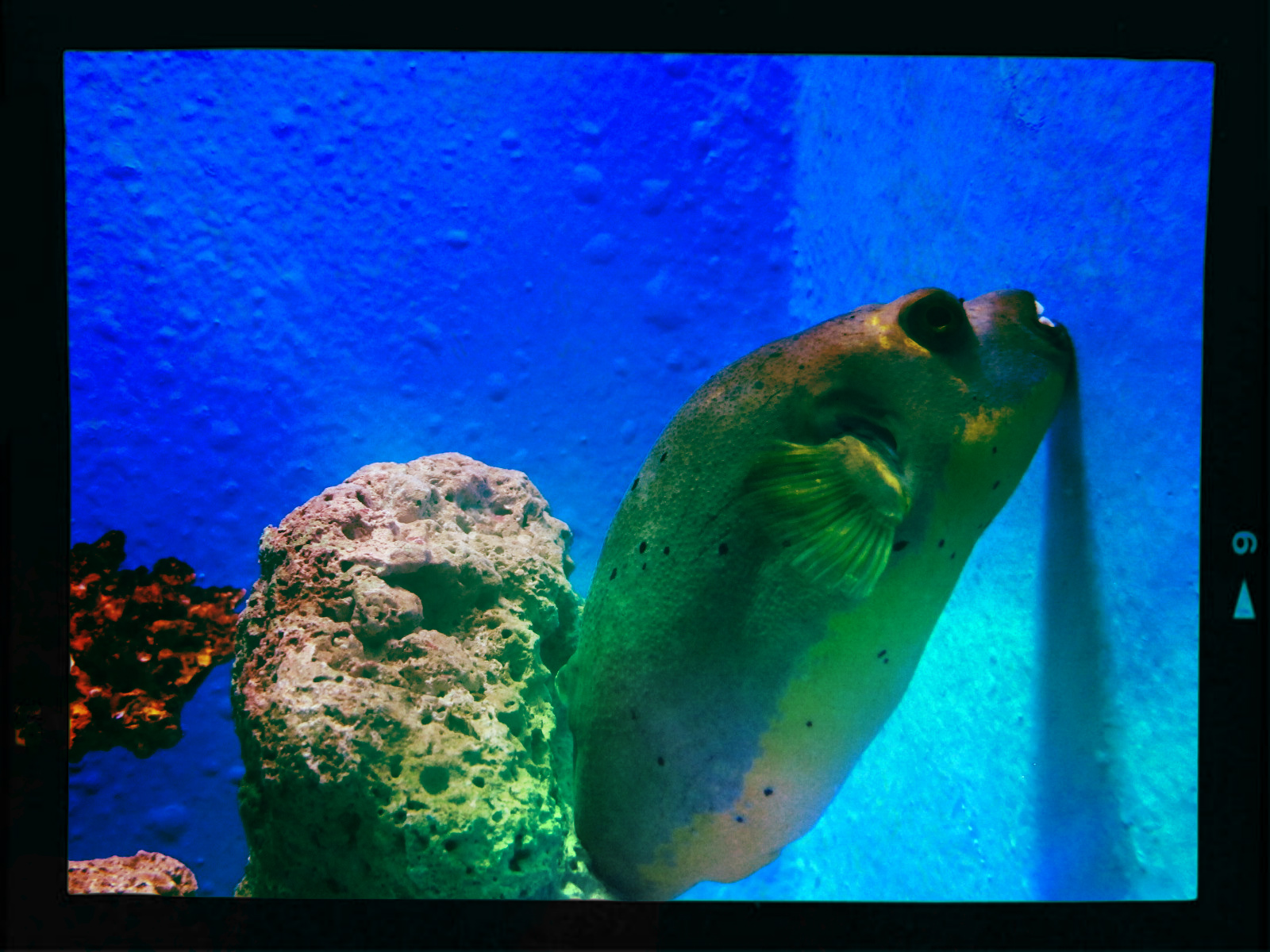 Living life with purpose scary fish Living life with purpose scary fish