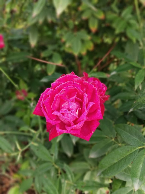 red rose, pink rose,roses