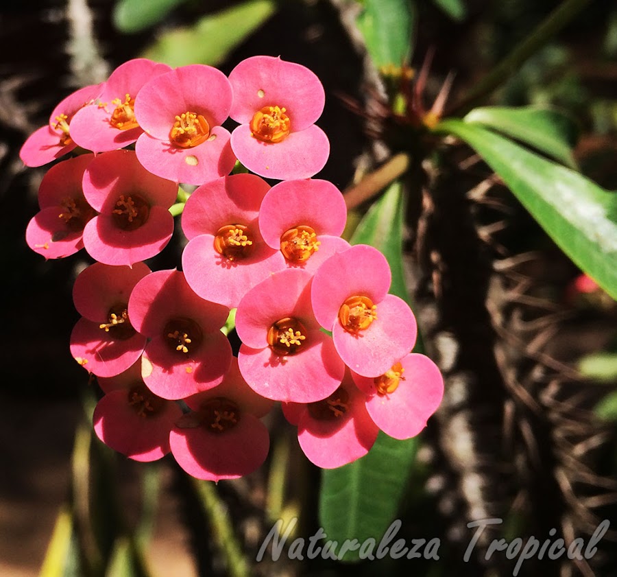 Flores rojas-anaranjadas de una Corona de Cristo o Corona de Espinas, Euphorbia milii