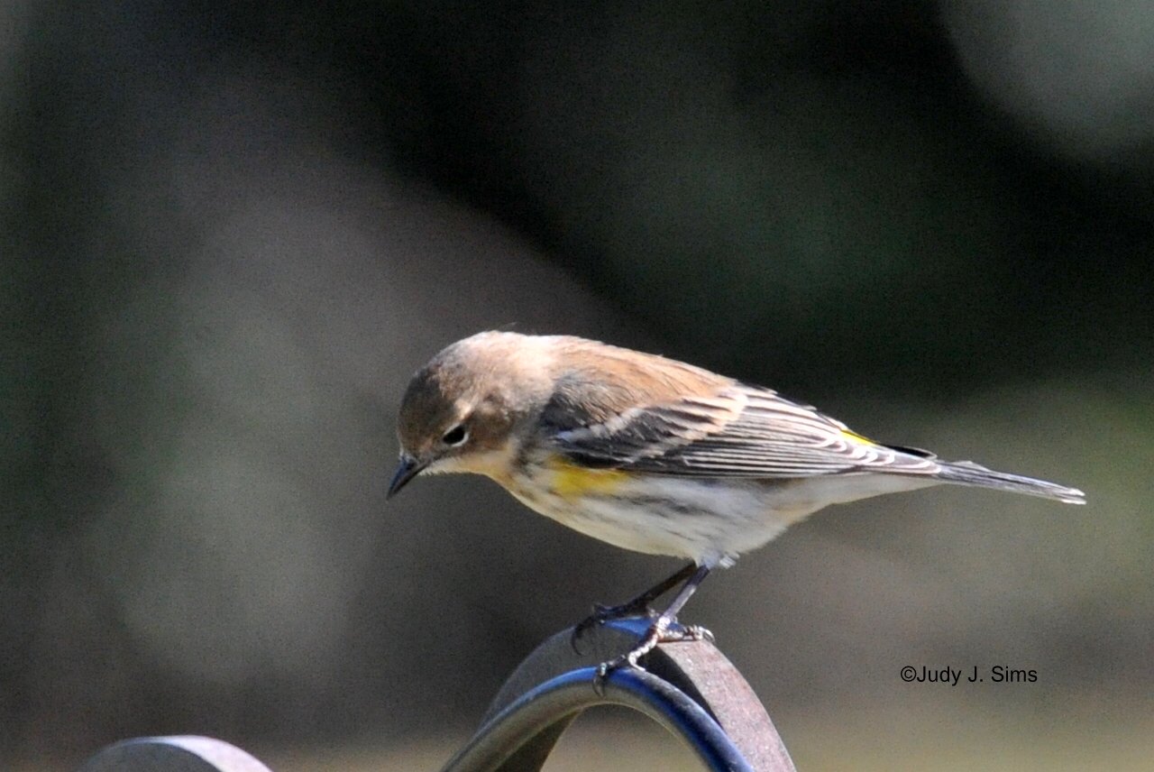 East Texas Birder on The Move More Birds of My Backyard!