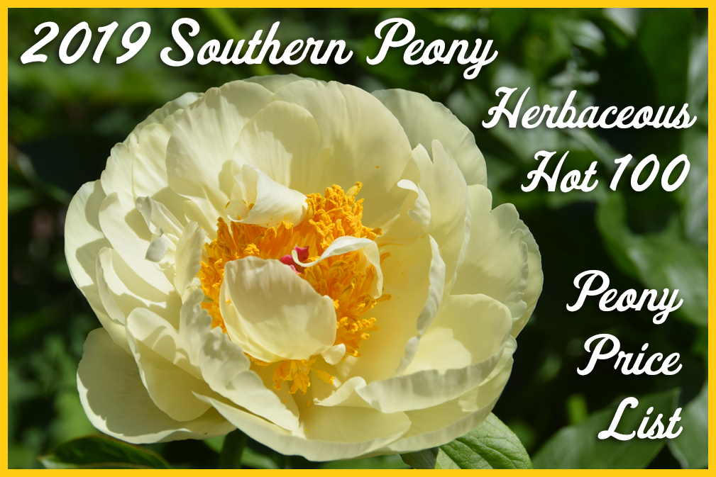 27+ Stephen E Ambrose Peony PNG