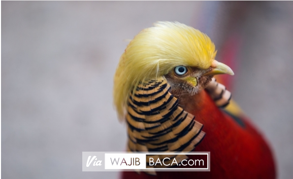 Punya Rambut Mirip Dengan Presiden Donald Trump Burung di China Ini Mendadak Viral